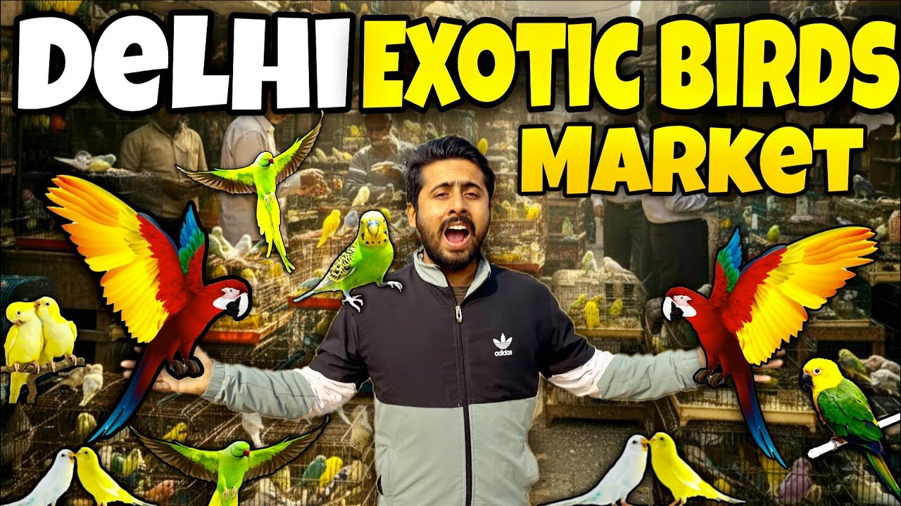 Delhi lal quila Exotic Birds market 🦜🕊️  || Exotic birds market || cheapest price loot hi loot hai 