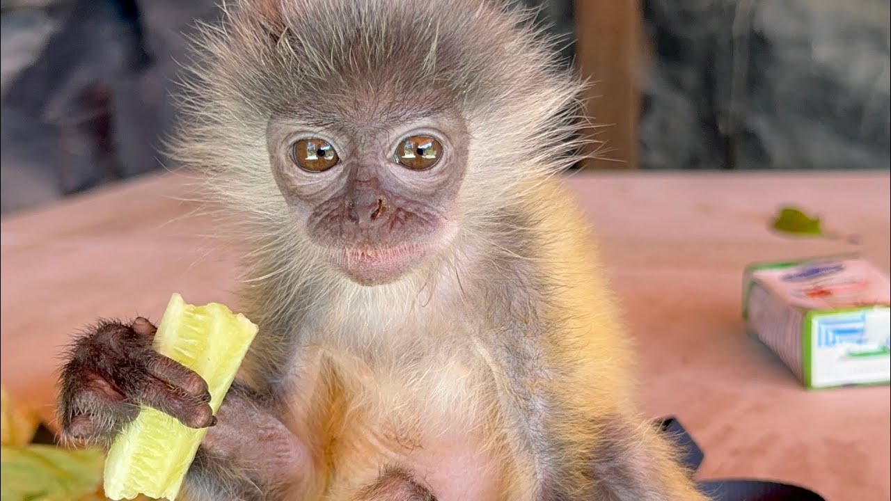 Cute Baby Monkey Eating Cucumber – So Adorable! 🐒🥒