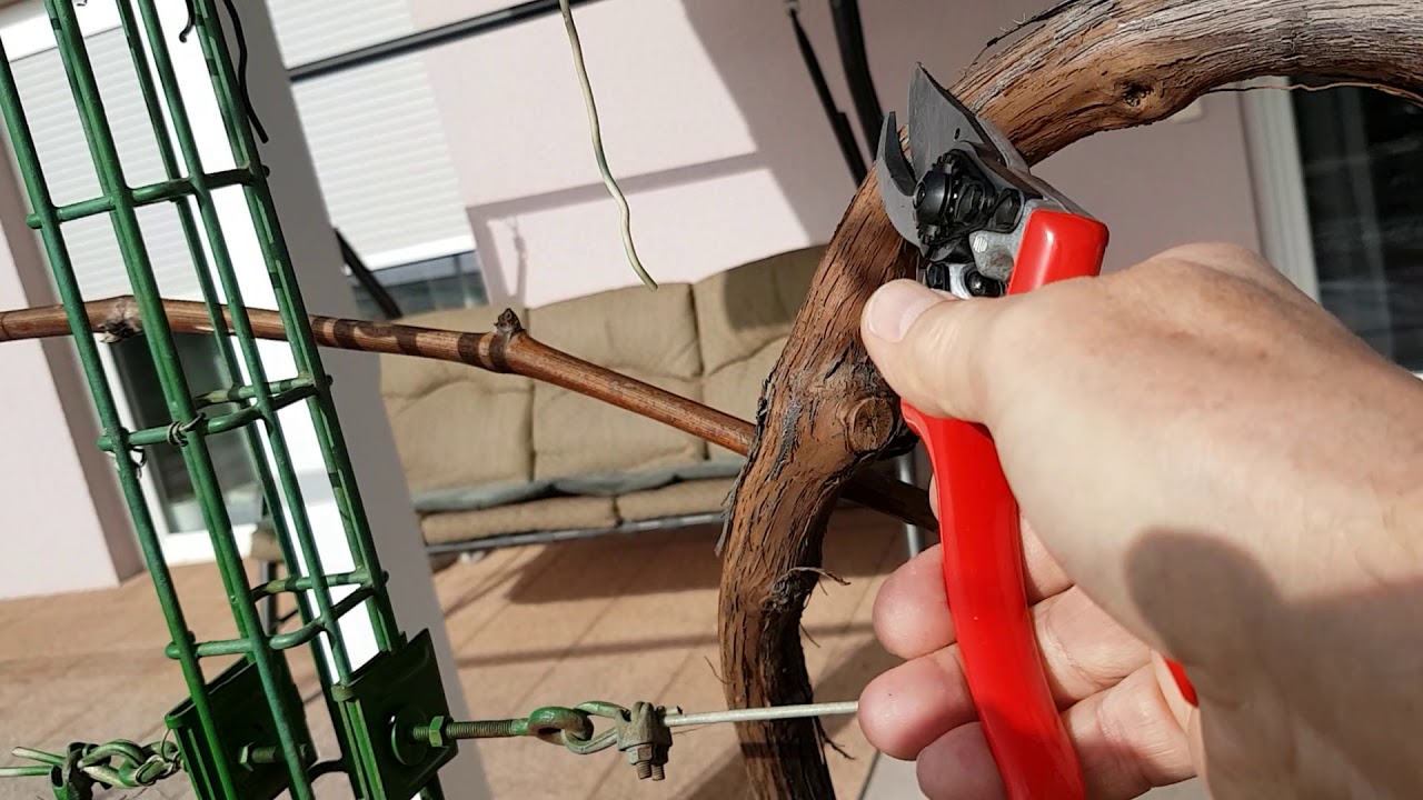 Tafeltrauben,  Rebschnitt in meinem Garten