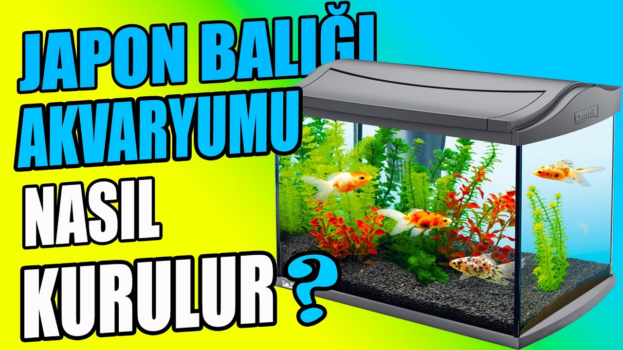 JAPON BALIĞI AKVARYUMU NASIL KURULUR ? - Japon Akvaryumu - Japon Balığı Bakımı