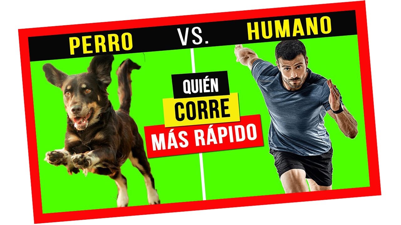 Los MEJORES CONSEJOS para empezar en CANICROSS  🐾 CORRER con PERROS