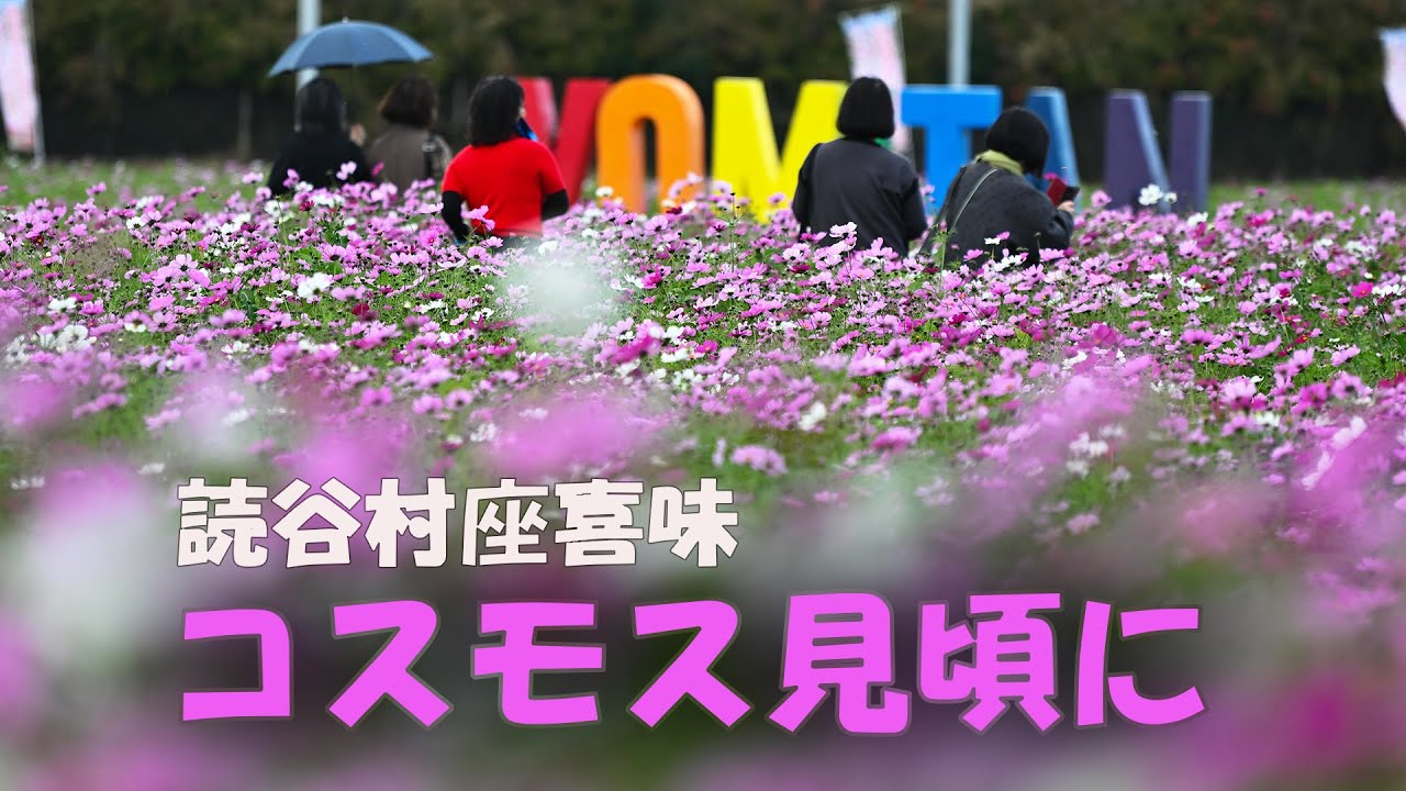 立春にコスモス揺れる　読谷村座喜味、読谷中学校前の花畑