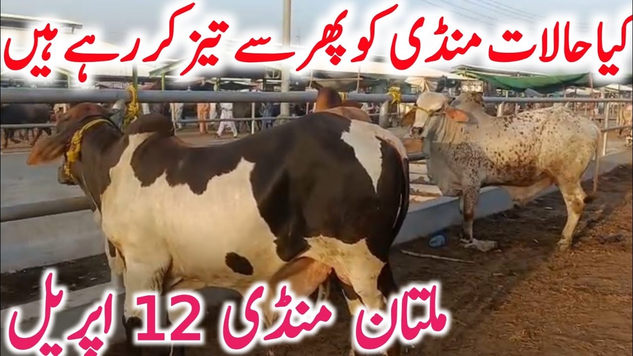 Today Multan Cow Mandi Fresh Video Qurbani 2026 Bachre Bachrian || Global Village Farming 