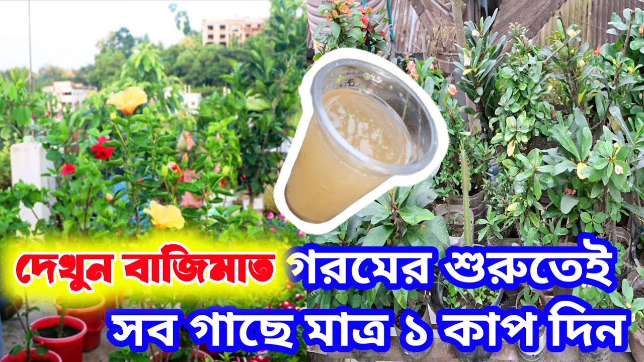 গাছের জন্য সেরা সুপার ফুড । সারা বছর ভরপুর ফুল পেতে মাসে ১ বার ব্যবহার করুন | GREEN LEAF GARDEN