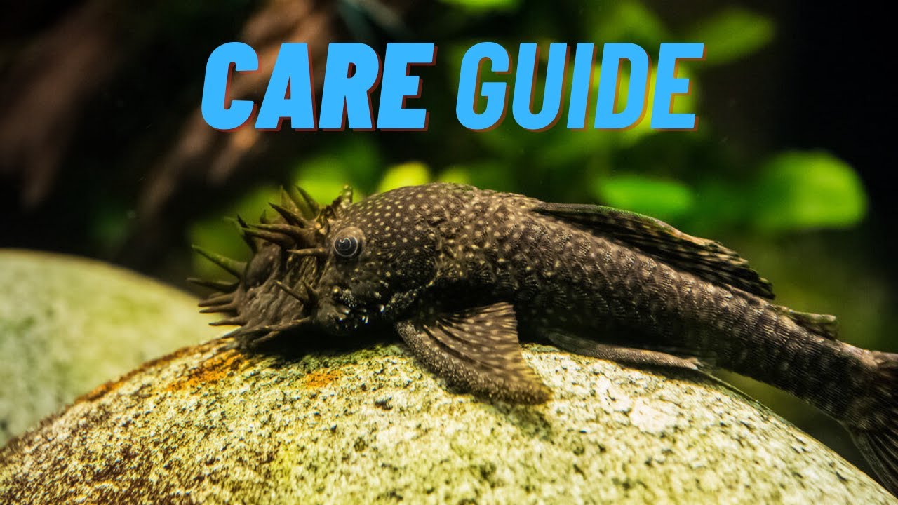 Bristlenose Catfish - Care Guide