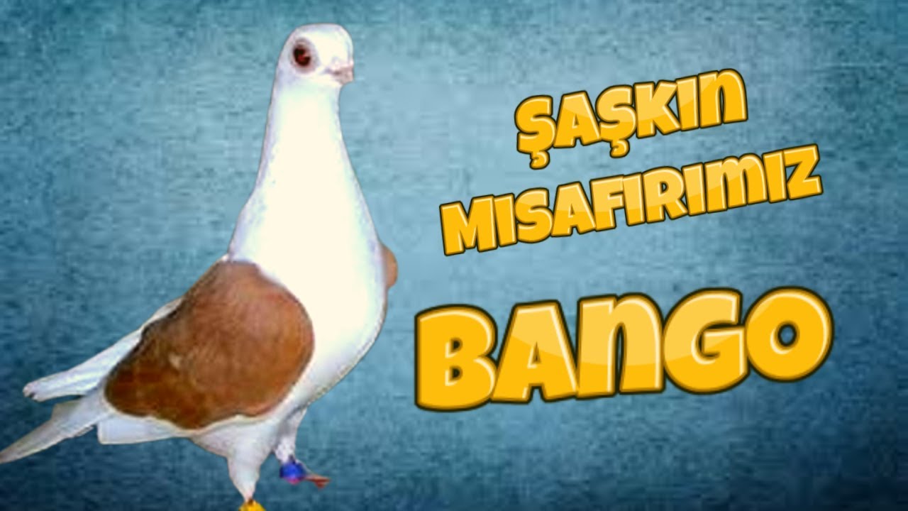 Şaşkın Misafirimiz Bango Güvercinini Sahibine Kavuşturduk / Allah'ım Tipe Bak :))