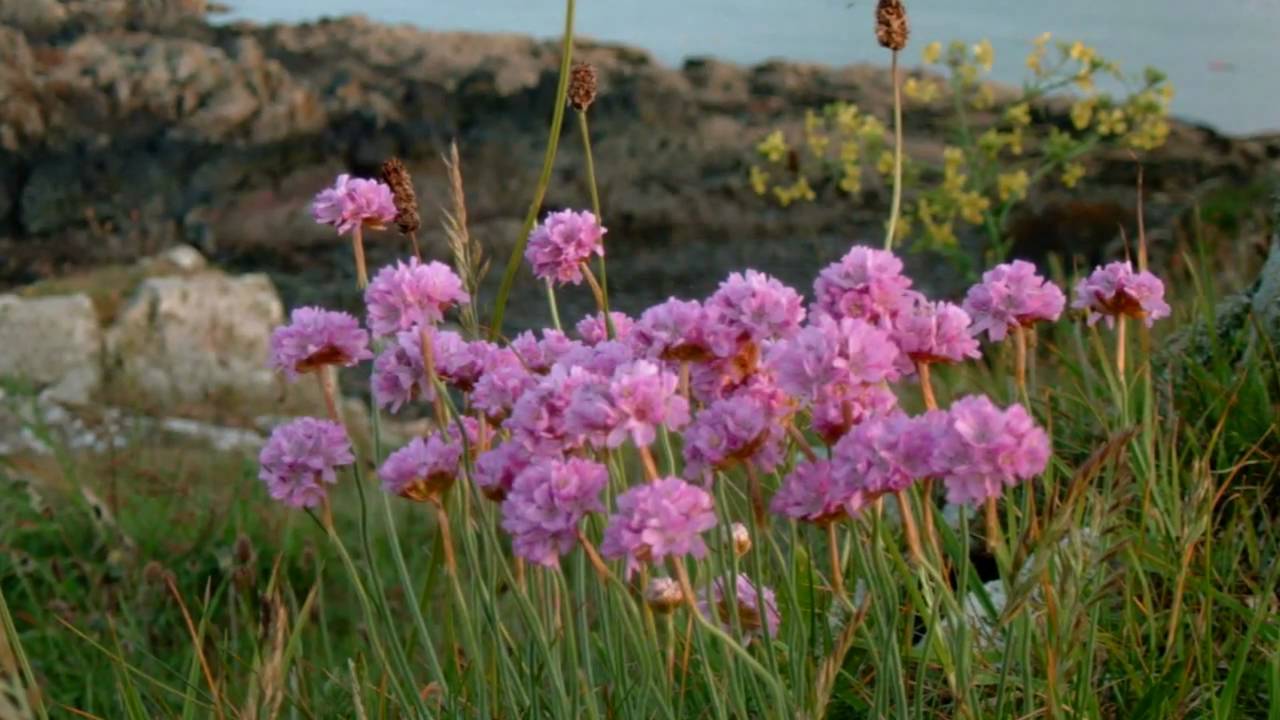 Coastal Wild Flowers of Britain and Ireland