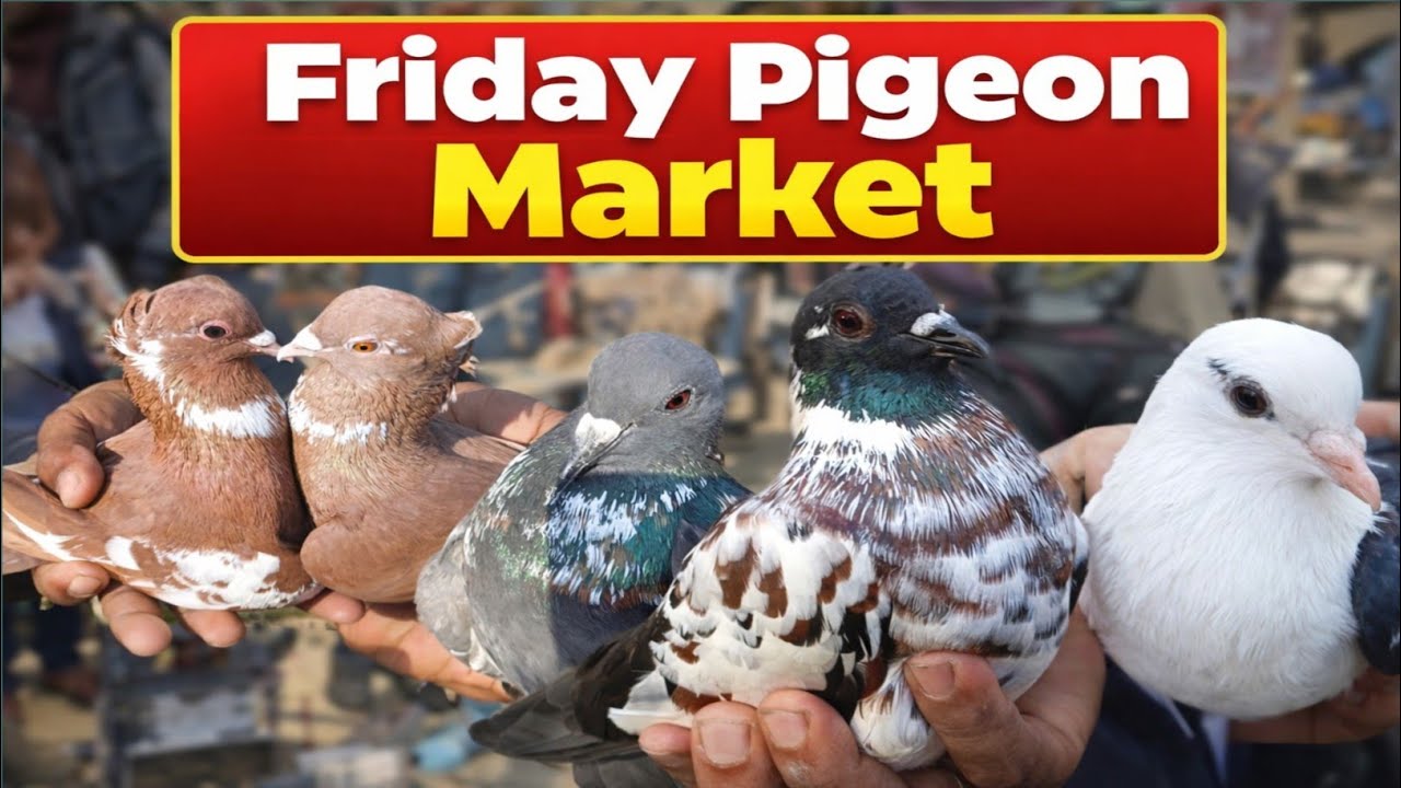 The Best Deals at the Friday Pigeon Market | How to Buy and Sell Pigeons at the Market | PigeonVideo