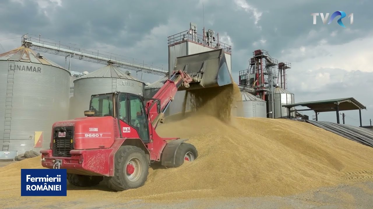 Grâul cultivat în minimum-till și no-till în Insula Mare a Brăilei
