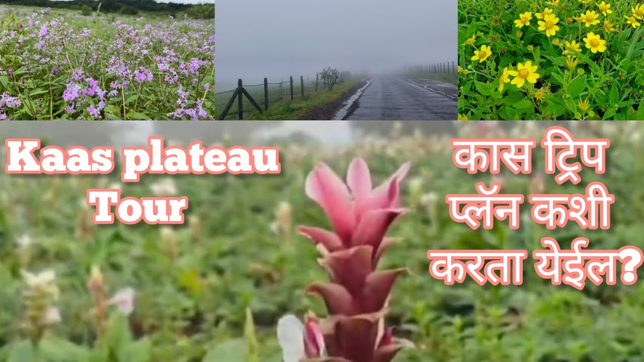Kaas Plateau satara Tour | कास पठार ट्रिप प्लॅन कशी कराल? #travel #information