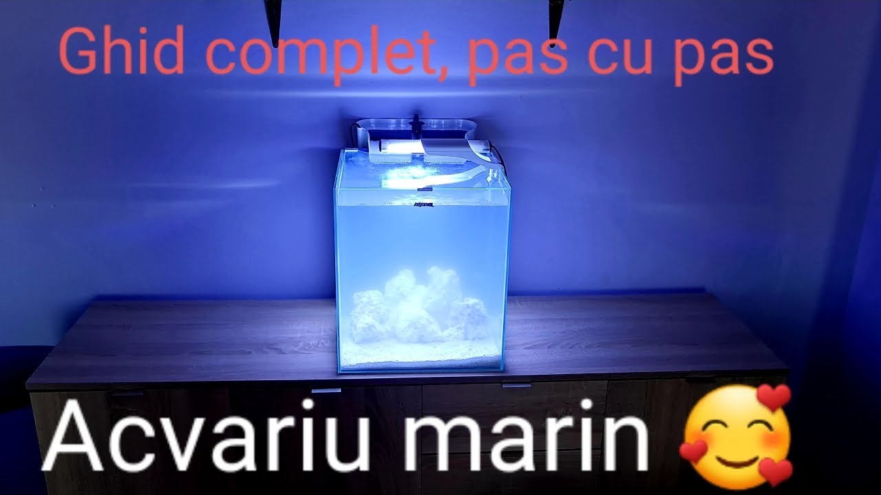 Start Acvariu Marin: ghid complet pas cu pas pentru începători