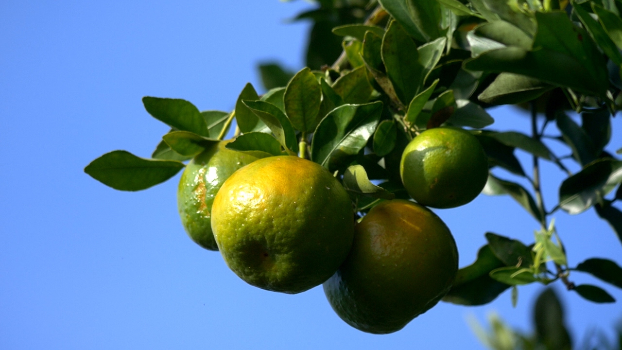 Proceso de Selección Y Comercialización De La Mandarina - TvAgro por Juan Gonzalo Angel