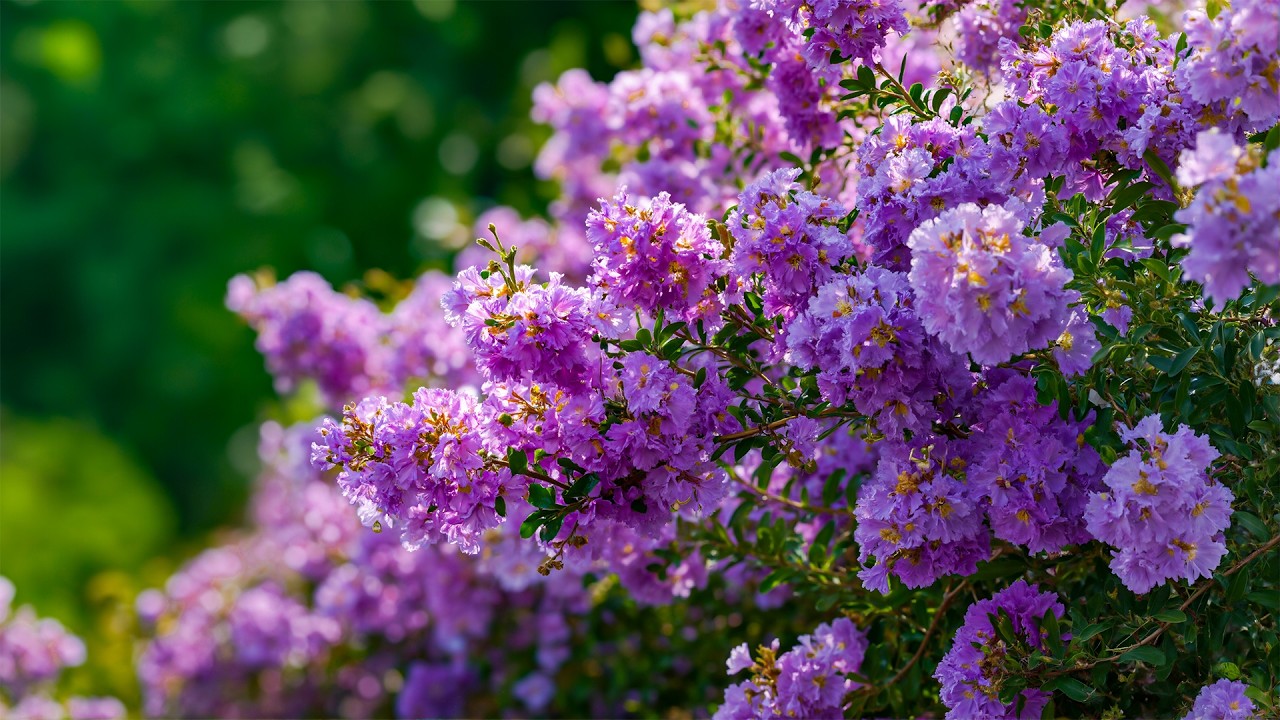 Прекрасная музыка восстанавливает нервную систему🌿Исцеляющая музыка от тревоги и стресса