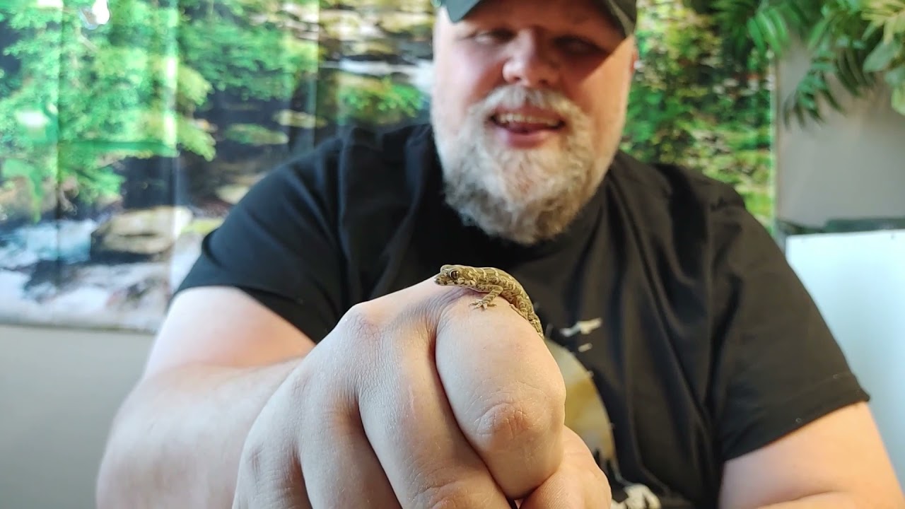 Tiny Viper Geckos!
