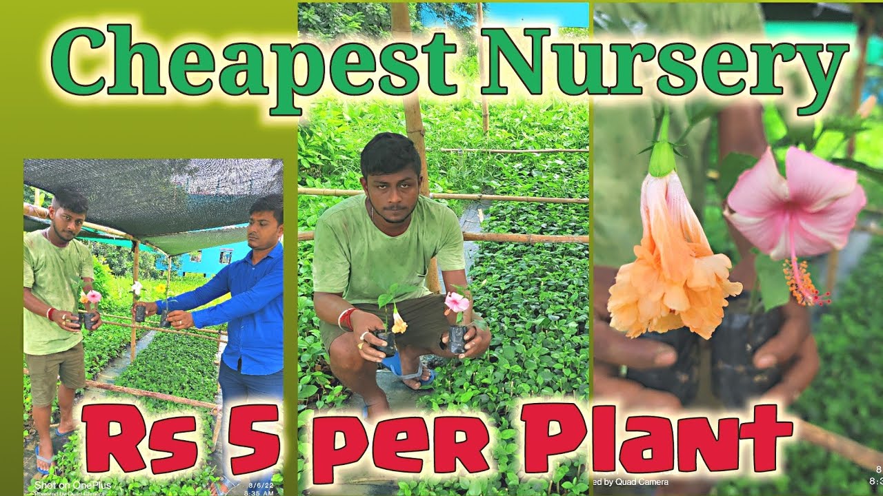Visit to the Cheapest Nursery Near Kolkata. Each plant Rs 5 to 7 only