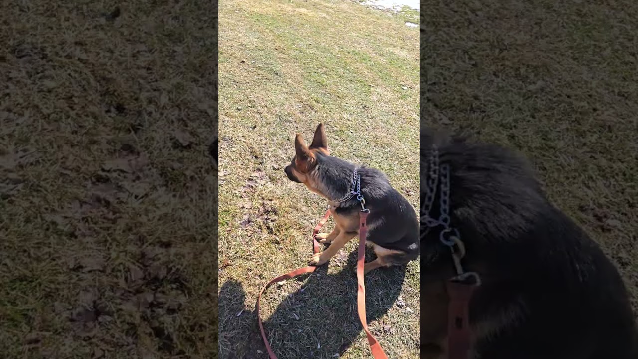 Stella week 2 dog reactivity progress!