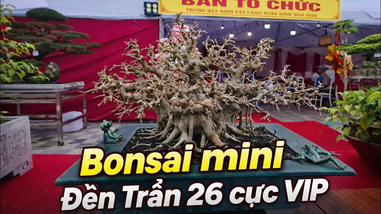 ZbV-ĐT1:Dàn bonsaimini cực vip tại triển lãm khai ấn đền Trần 2026#bonsai #bonsaimini #shohinbonsai 