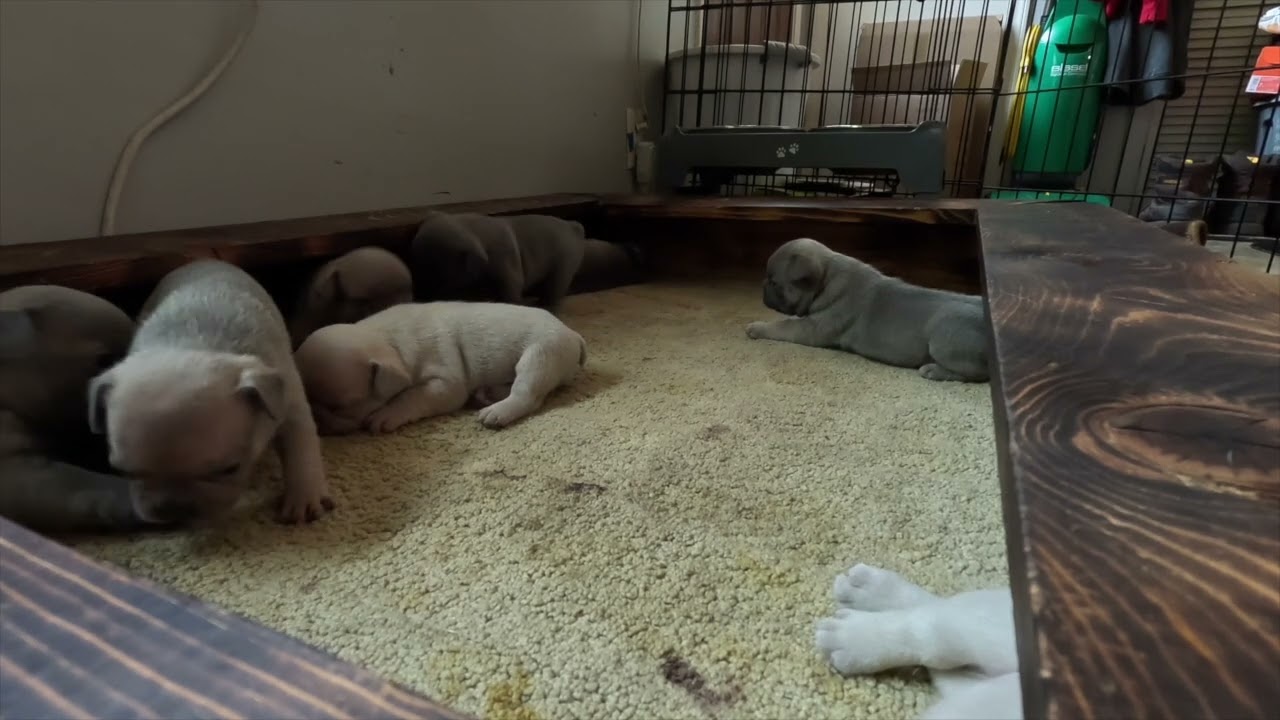 Puppies for 2 min