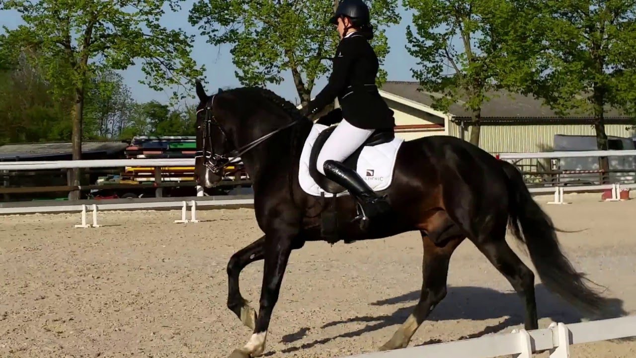 Reprise Dressage Amateur 3 A (D3)