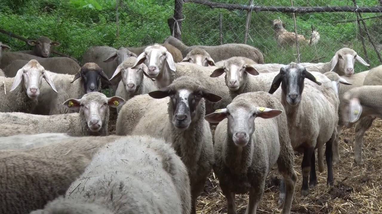Farma ovaca - Feketić