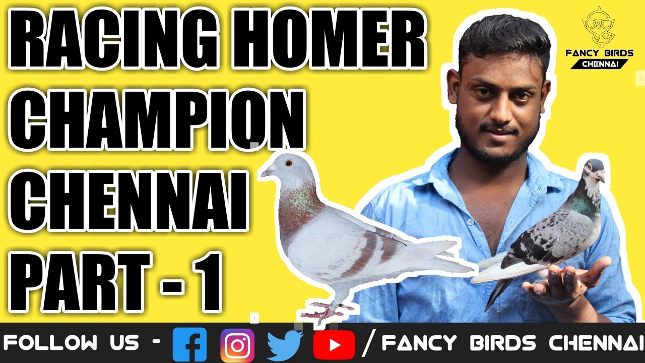 Racing Homer | Pigeon Loft | Mr, S.YUVARAJ | Part-1 | தமிழில் | Fancy Birds Chennai