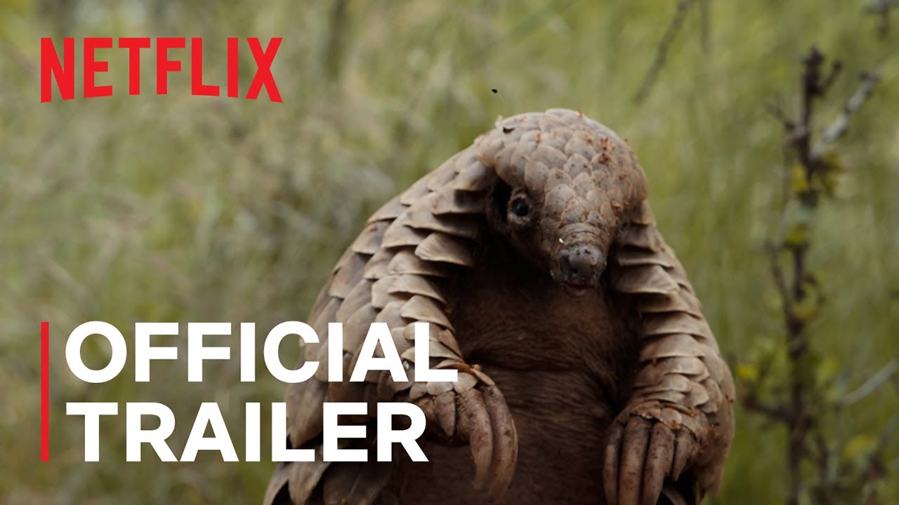 Pangolin: Kulu&rsquo;s Journey | Official Trailer | Netflix
