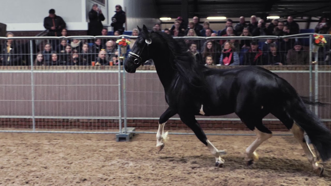 Hengstenkeuring 2019 - Barock Pinto Studbook