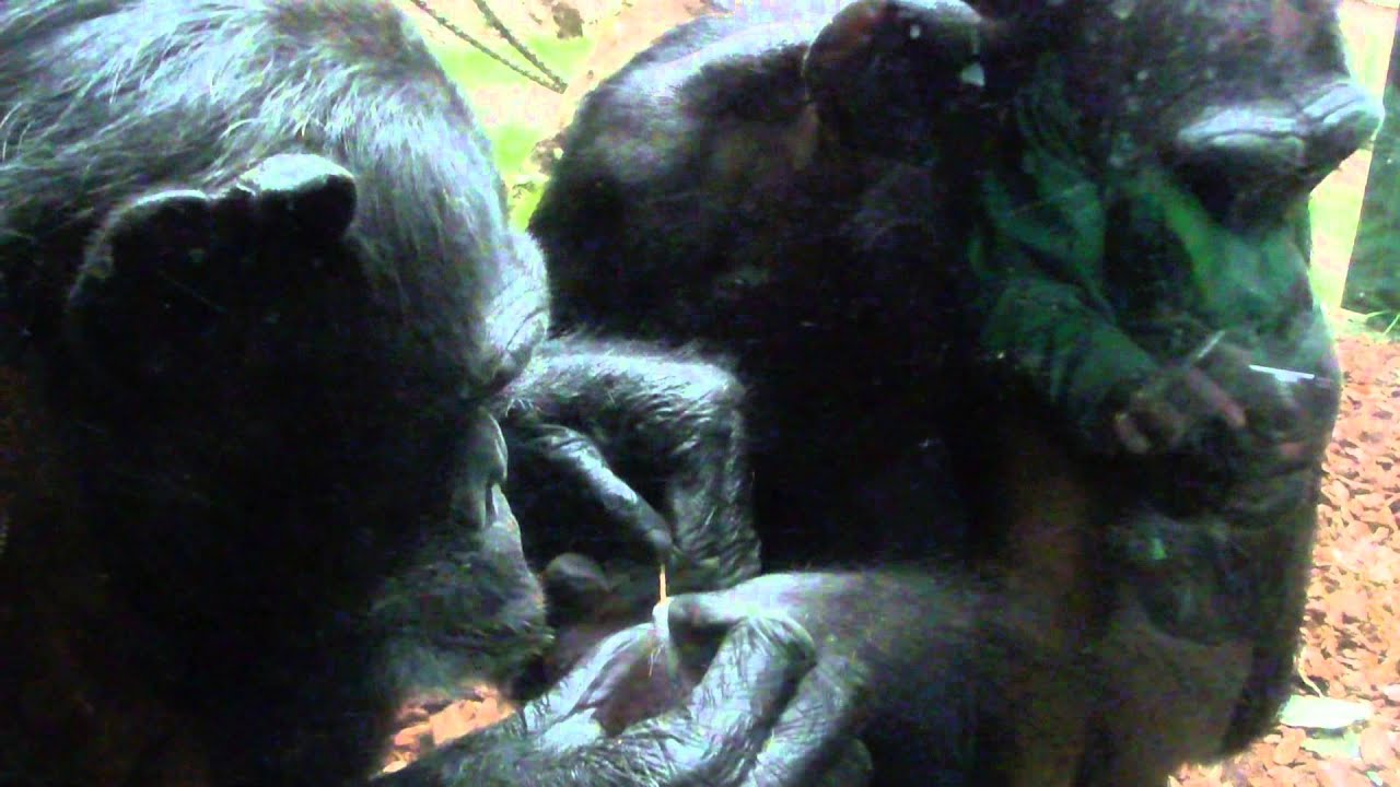 Interesting Chimpanzee behaviour in Zoo Leipzig