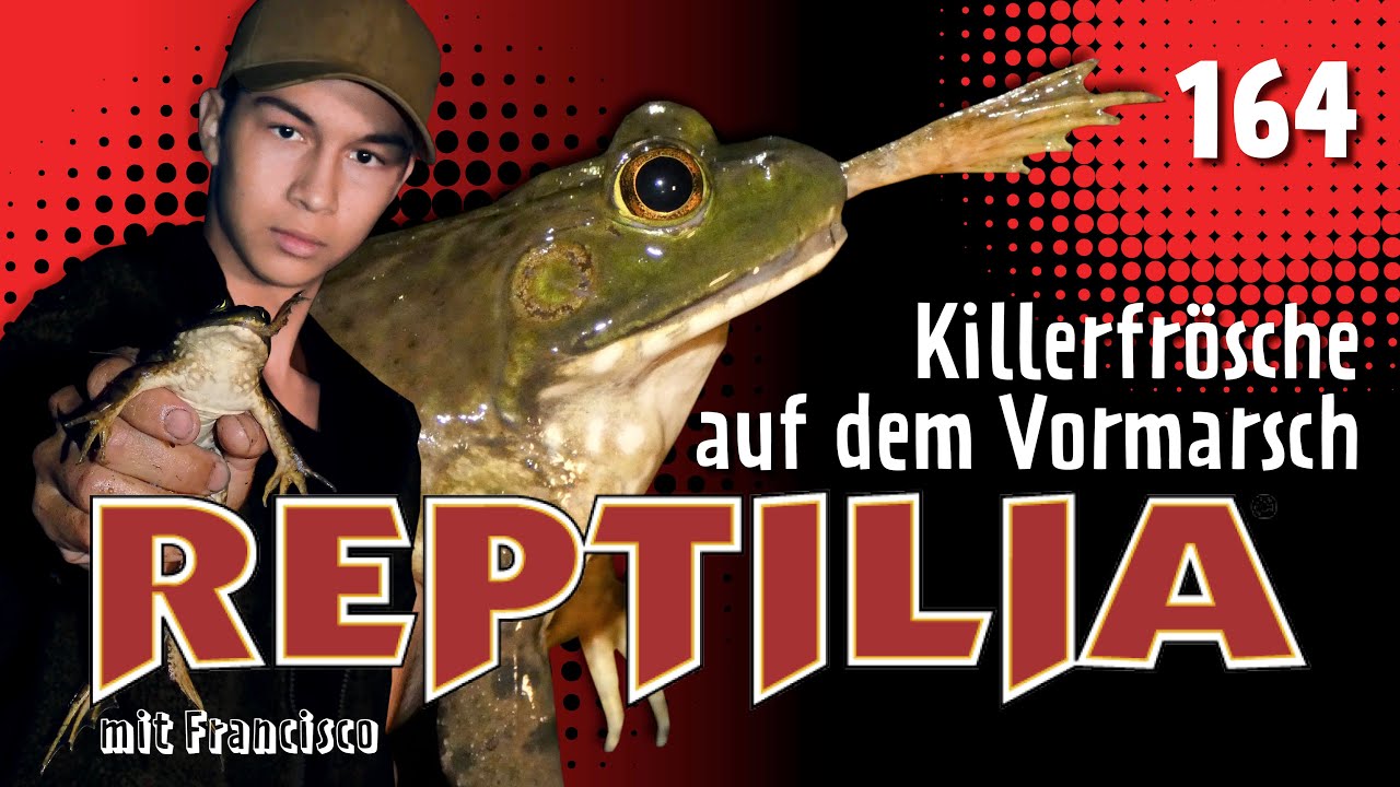 REPTILIA 164 (Ochsenfrosch & Co. Im Kampf gegen invasive Arten)