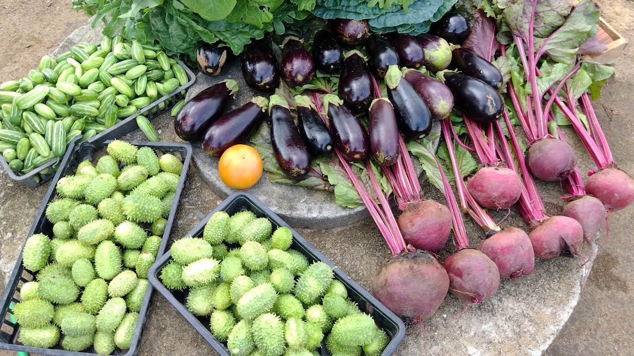 SUPER COLHEITA ORGÂNICA DE VERDURAS, LEGUMES E VEGETAIS