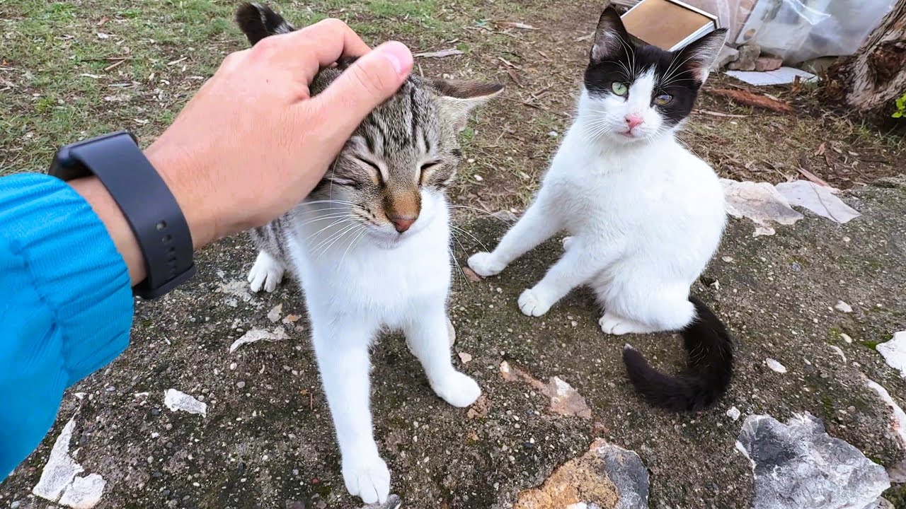 Two Curious Stray Cats Came to Say Hi
