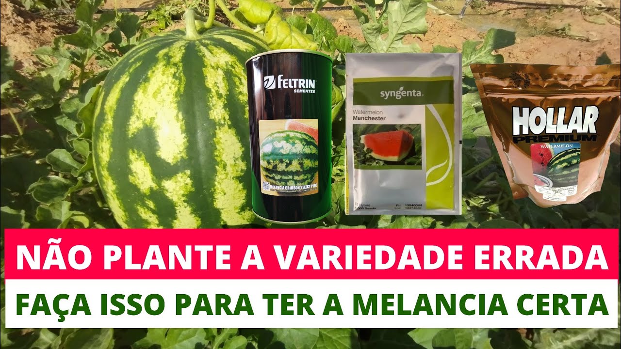 ESCOLHA A VARIEDADE CERTA