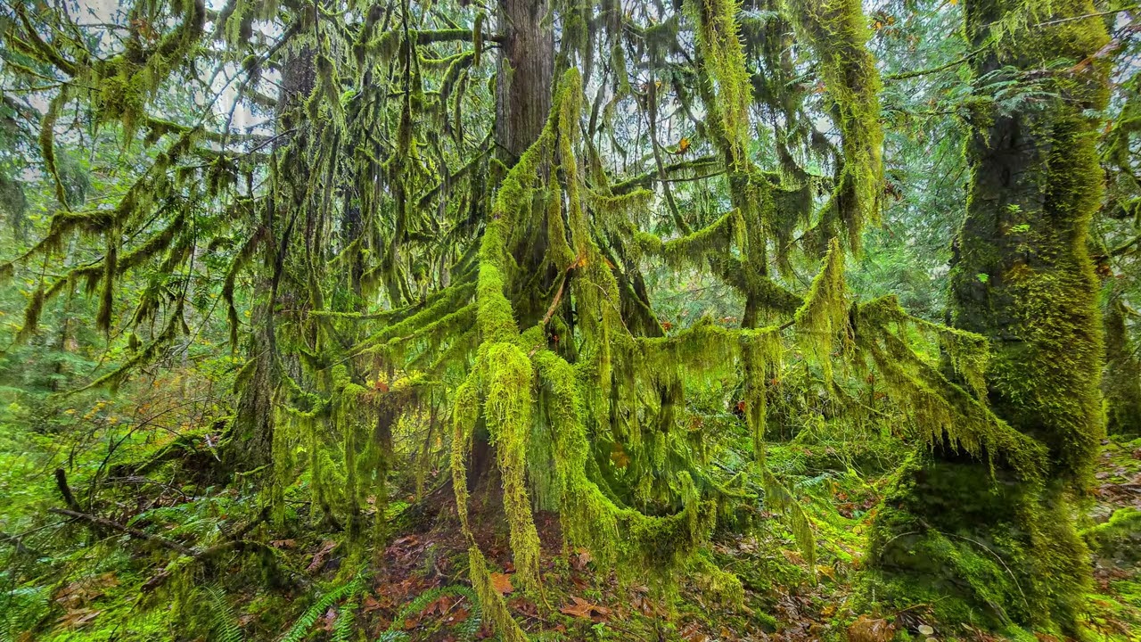 Pratt River-CCC Trails: November 2nd 2024