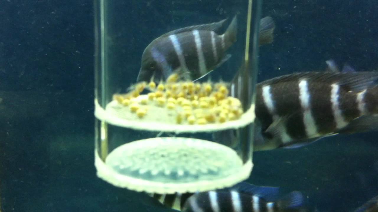 Egg tumbler for African cichlids, special for Frontosa