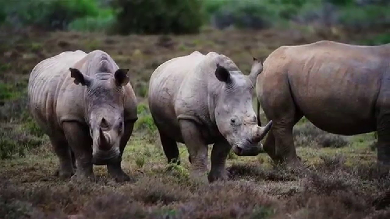 Broad & Finn visit Investec Rhino Lifeline