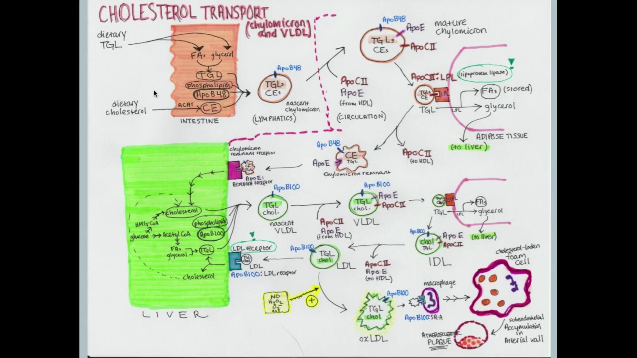 Hereditary Disorders of Lipid Metabolism - CRASH! Medical Review Series