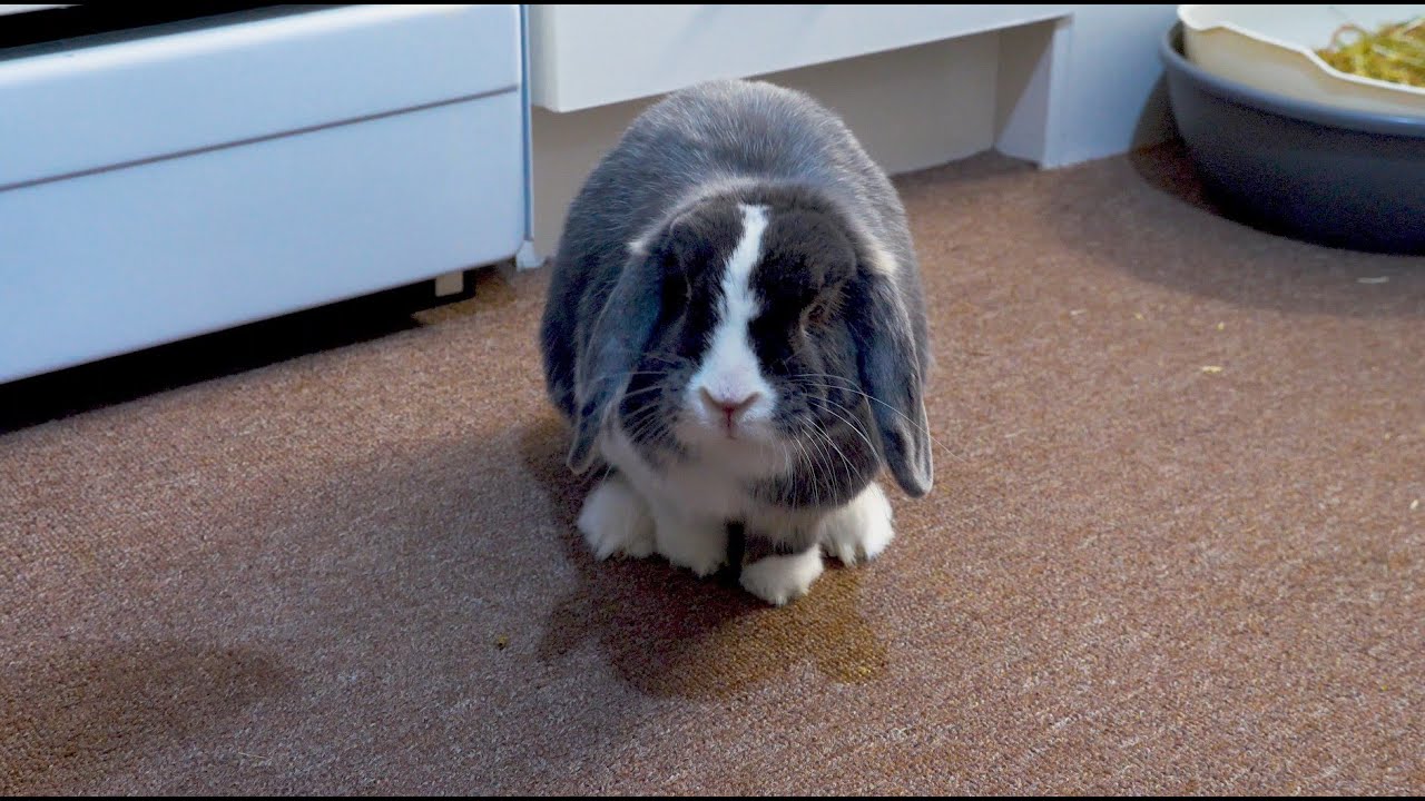 Bluebell Bunny Short Comedy Skit - 1min