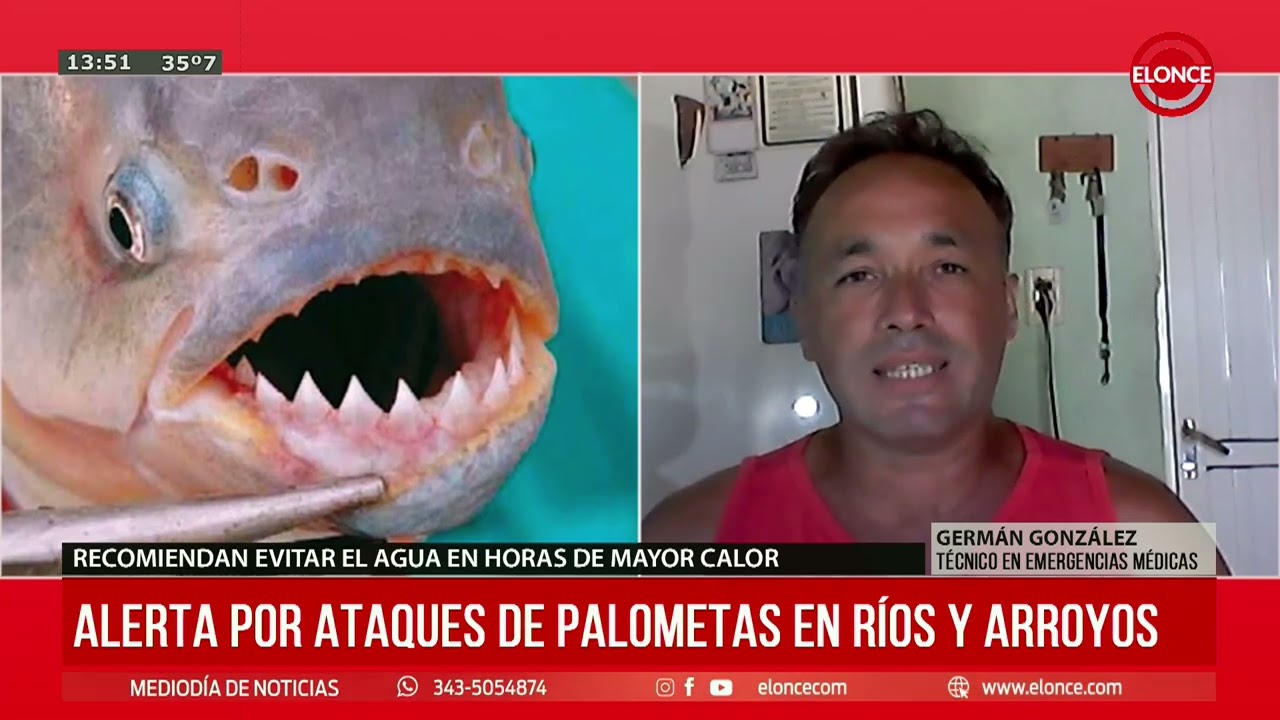 Alerta por ataques de palometas en ríos y arroyos - Elonce
