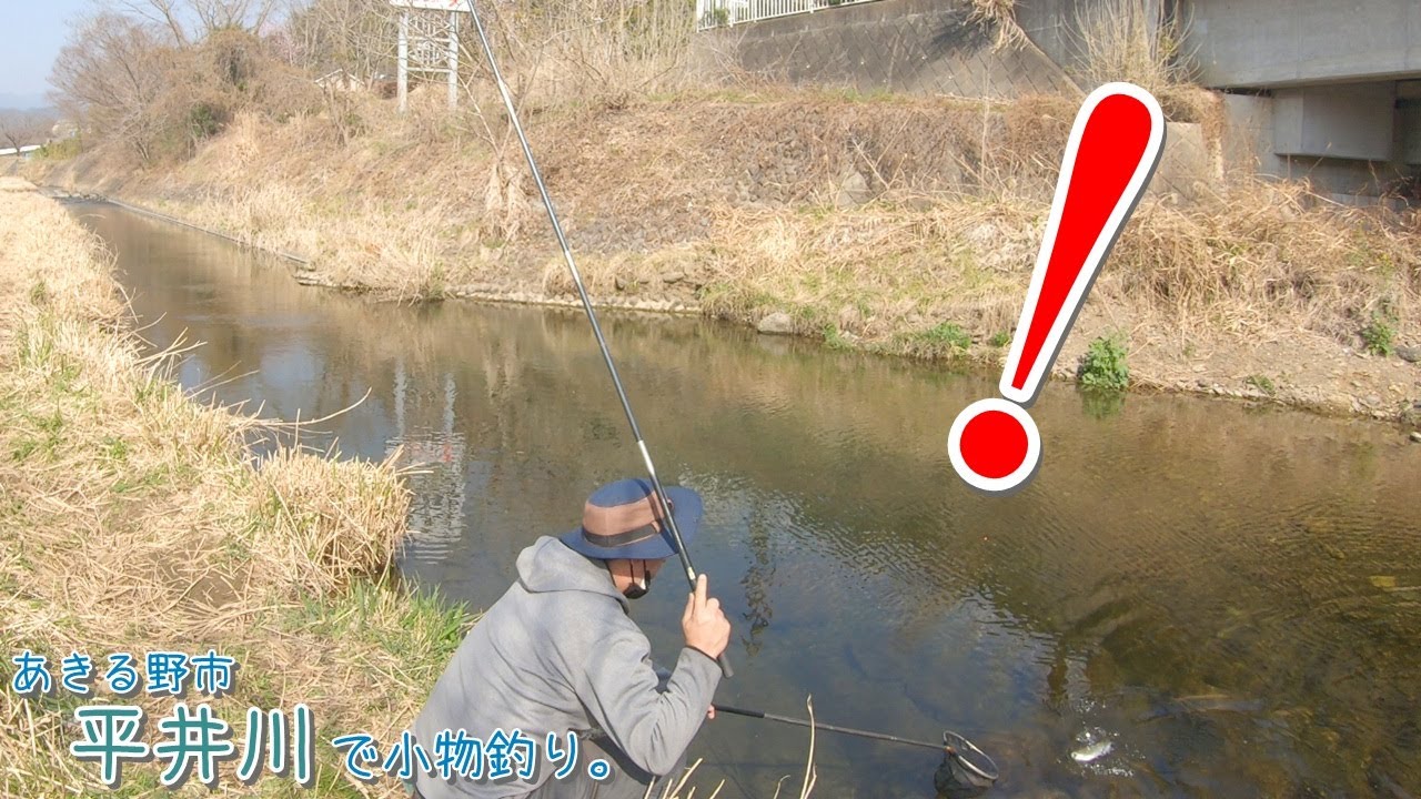 これがあるから平井川は面白い！！  日の出町 平井川で小物釣り。
