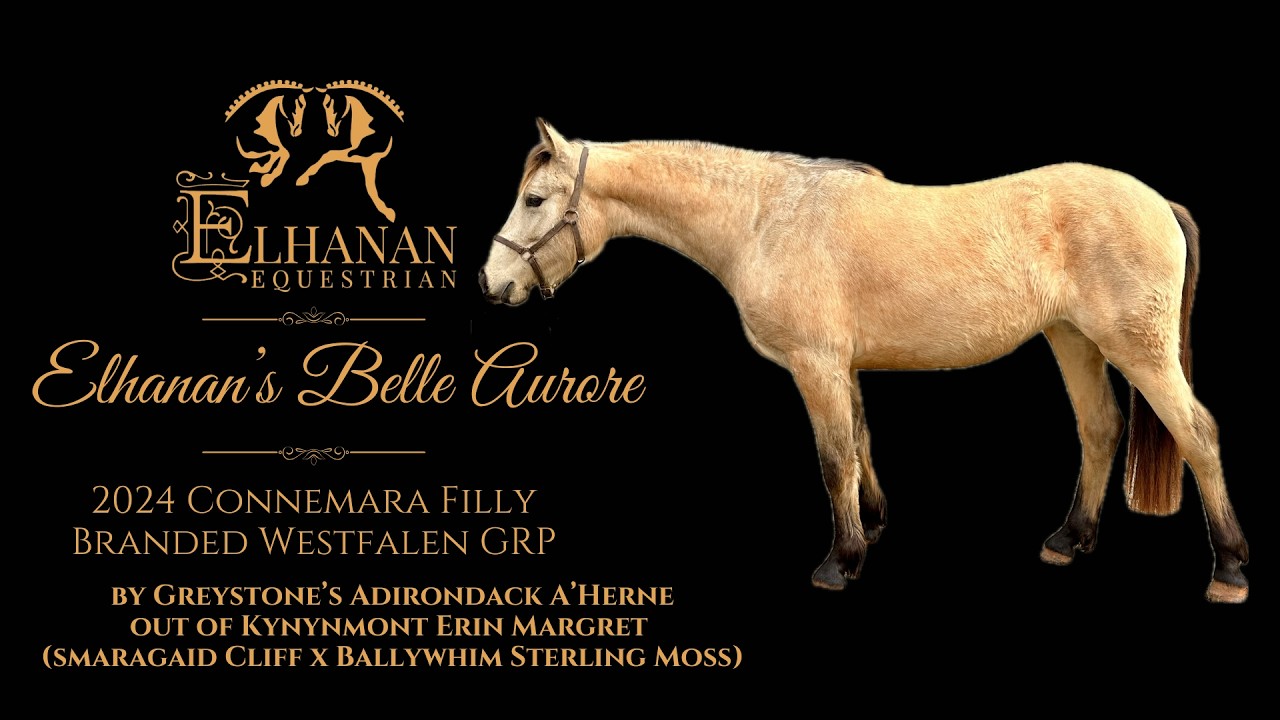 Elhanan's Belle Aurore 2024 Connemara branded Westfalen GRP Filly located in Hodges, SC. $10,500