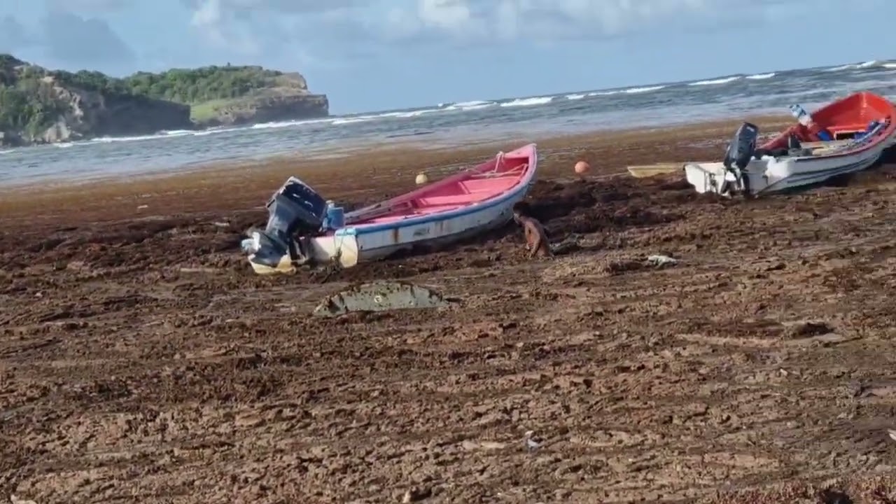 St. Lucia Seaweed Take Over Micoud Beach Peep's.