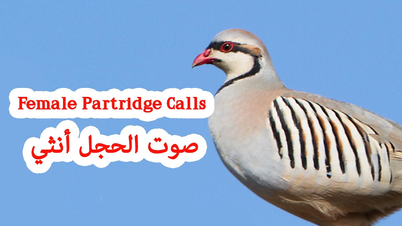 Female Chukar Partridge call - صوت الحجل أنثي - صدای کبک ماده