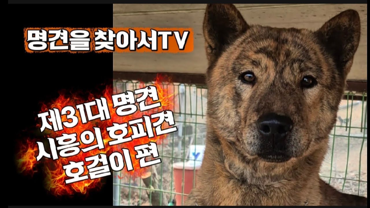 제31대 명견 호피 진돗개 호걸이#진돗개#호피#명견