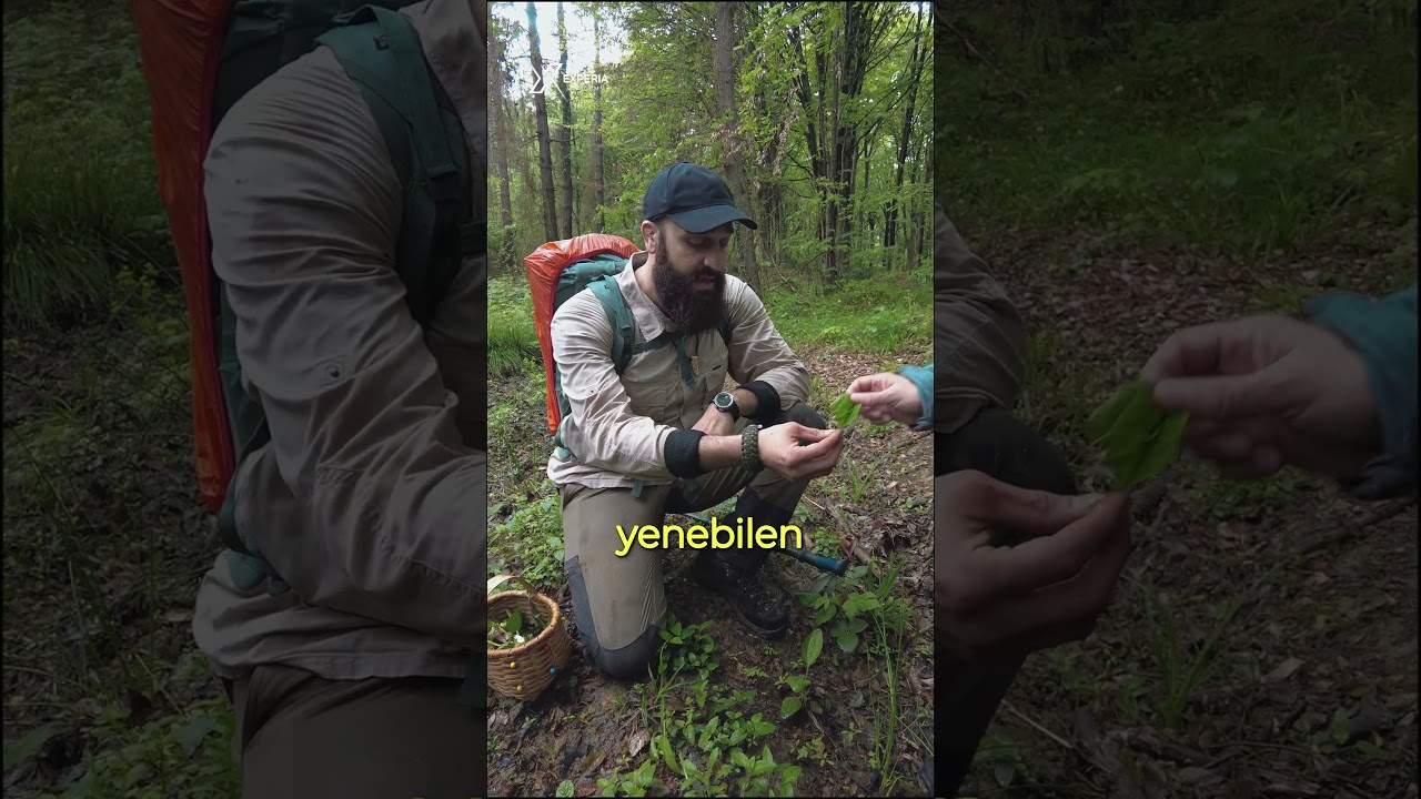Yenilebilir Yabani Bitkiler : Sinir Otu ( Plantago major ) / Doğada Hayatta Kalma&nbsp;
