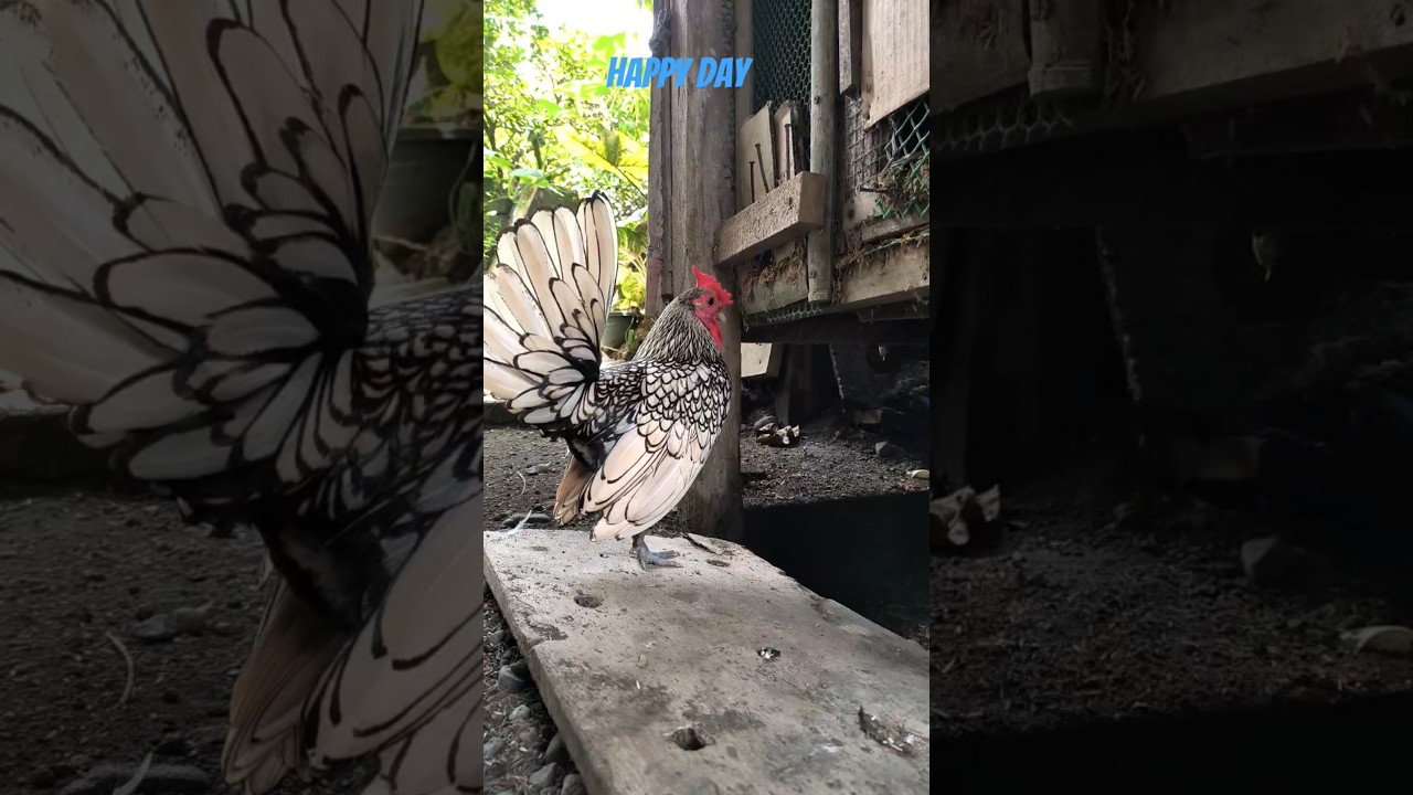 Silver Sebright #chickentype #chicken #fancychicken