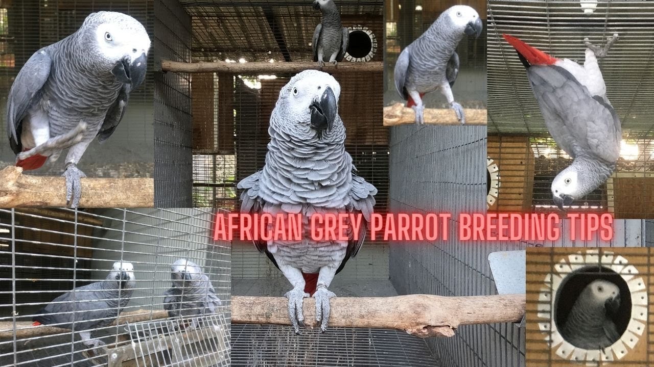 AFRICAN GREY PARROT | TAMED | BREEDING TIPS | BASIC INFORMATIONS | GENDER IDENTIFICATION |TAMIL