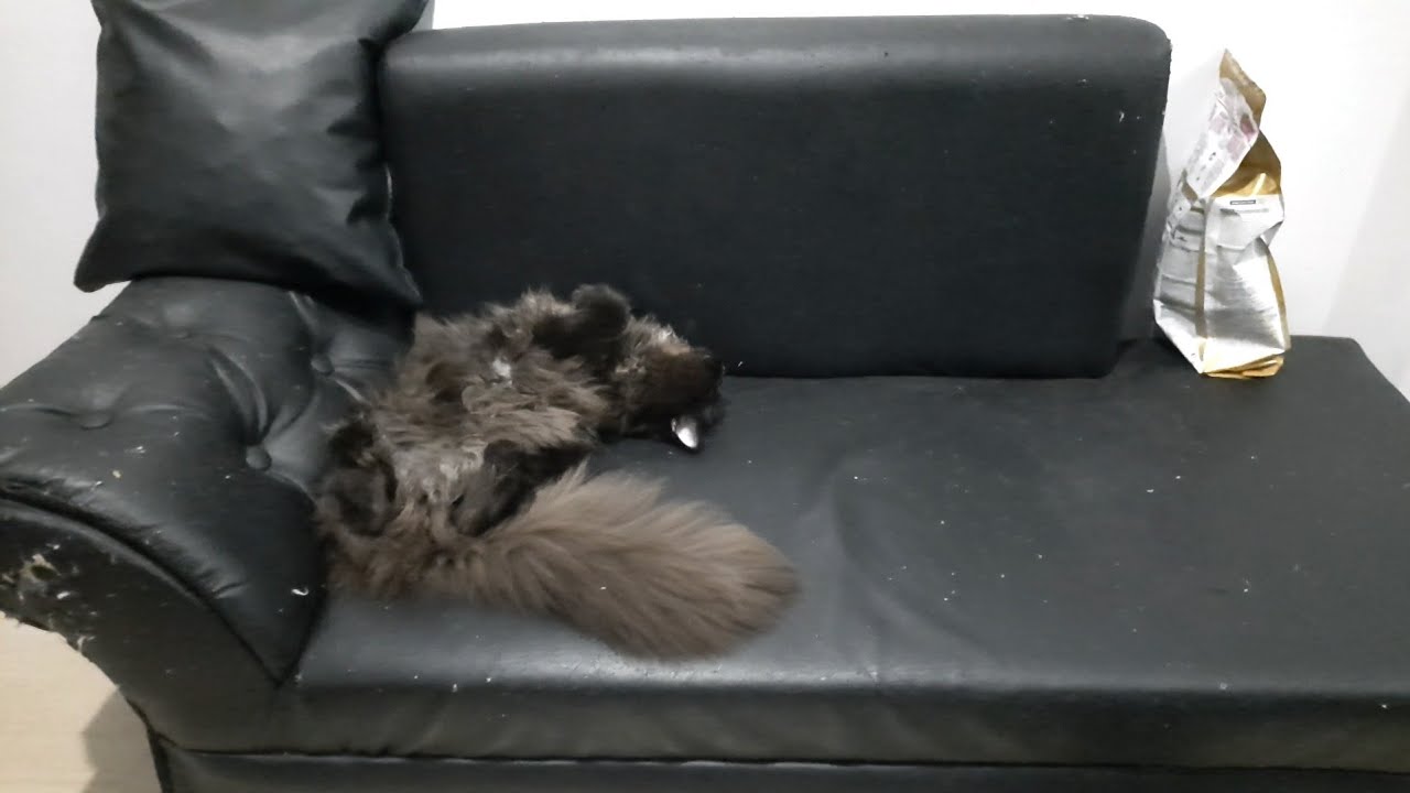 Black Cat Blending In | Cat Teevee