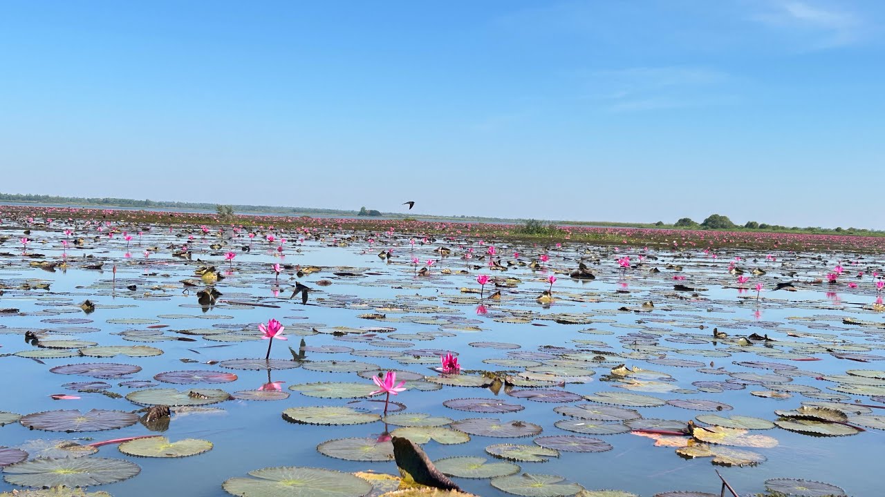 ทะเลบัวแดงกุมภวาปี อุดรธานี