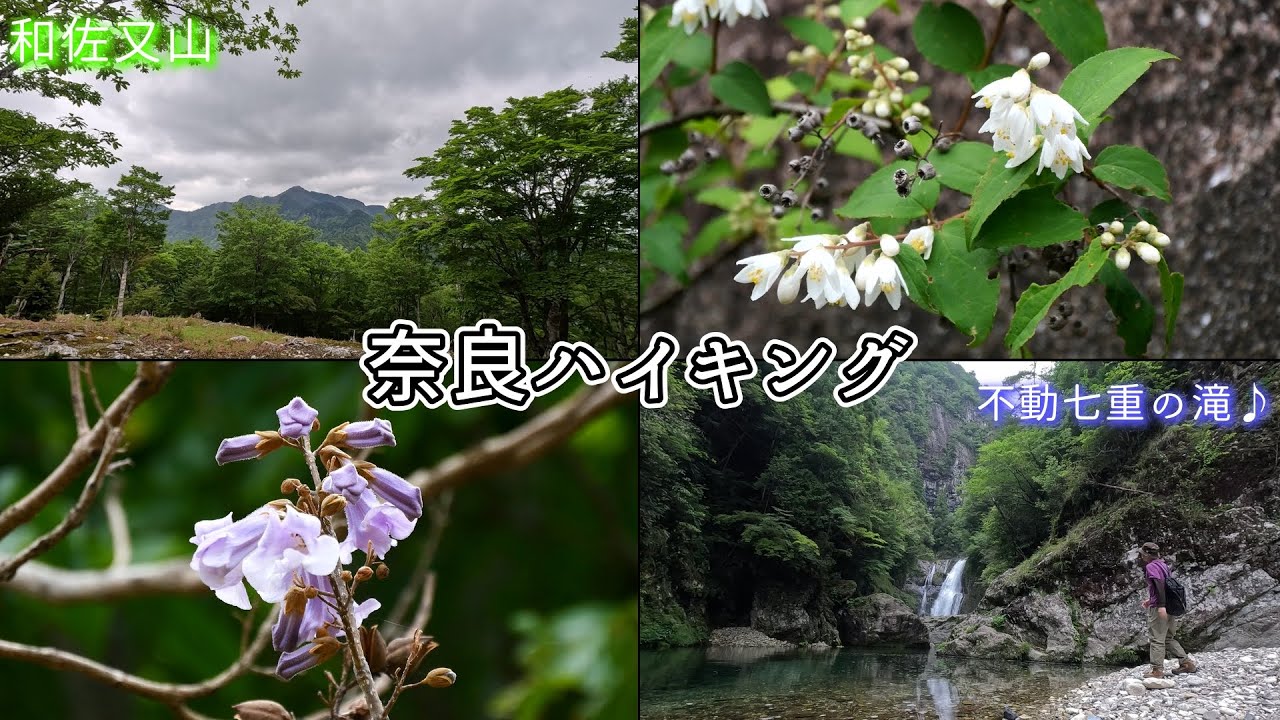 【奈良県】新緑の和佐又山と不動七重の滝をハイキング♪