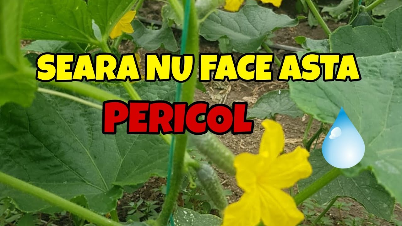 CAND ȘI CUM SE UDĂ CORECT CASTRAVEȚI!